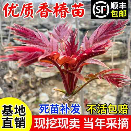 香椿树苖香椿苗红油椿树苗盆栽地栽食用芽菜苗南方北方种植四季