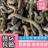 湖北现货特臭青蚯蚓垂钓松土黄辣丁翘嘴龙虾鳝鱼黑坑打窝野钓户外