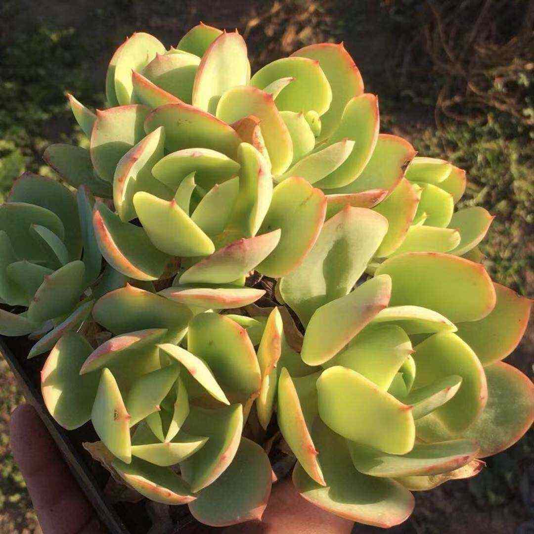 碧桃5-10头群 10-12cm冠幅  10cm盆多肉植物,鲜花速递/花卉仿真/绿植园艺,多肉植物,淘宝优惠券,粉丝福利购,淘宝优惠卷