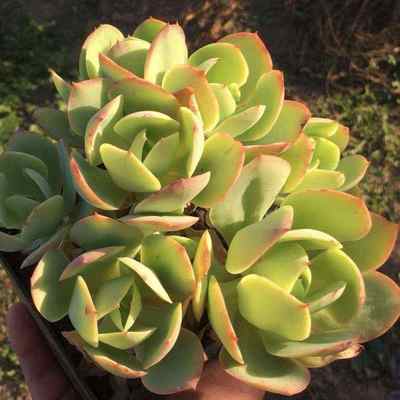 碧桃5-10头群 10-12cm冠幅  10cm盆多肉植物