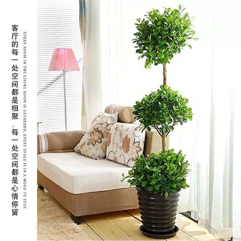 三层金钱榕树大型绿植盆栽室内客厅装饰植物落地观叶摇钱树盆景摆