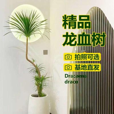 造型龙血树客厅绿植办公室内大型绿植盆栽龙须树好养植物真龙铁树
