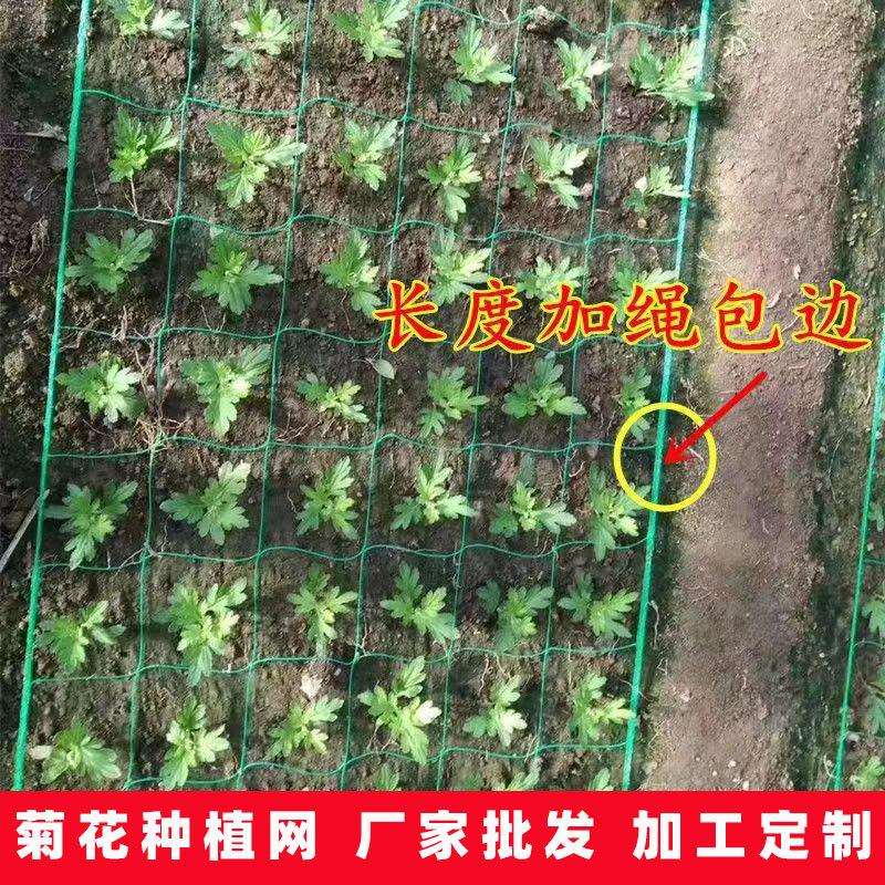 菊花种植网蔬菜瓜果种植防倒伏网园艺植物爬藤网大棚种植方格网