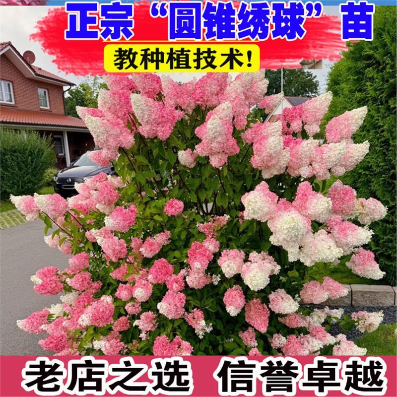 圆锥绣球香草草莓花苗石灰灯绣球花耐寒耐晒花卉夏日美人盆栽植物