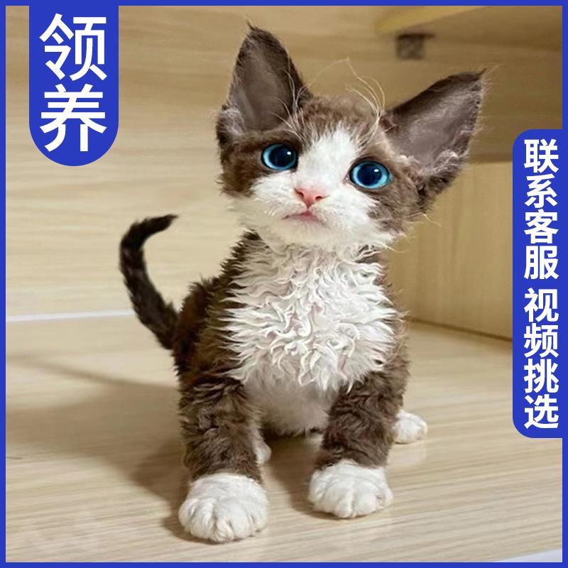 猫咪活物宠物幼猫暹罗猫猫布偶英短橘猫幼崽美短小猫蓝猫金银渐层 宠物/宠物食品及用品 猫咪 原图主图