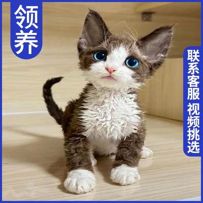 猫咪活物宠物幼猫暹罗猫猫布偶英短橘猫幼崽美短小猫蓝猫金银渐层