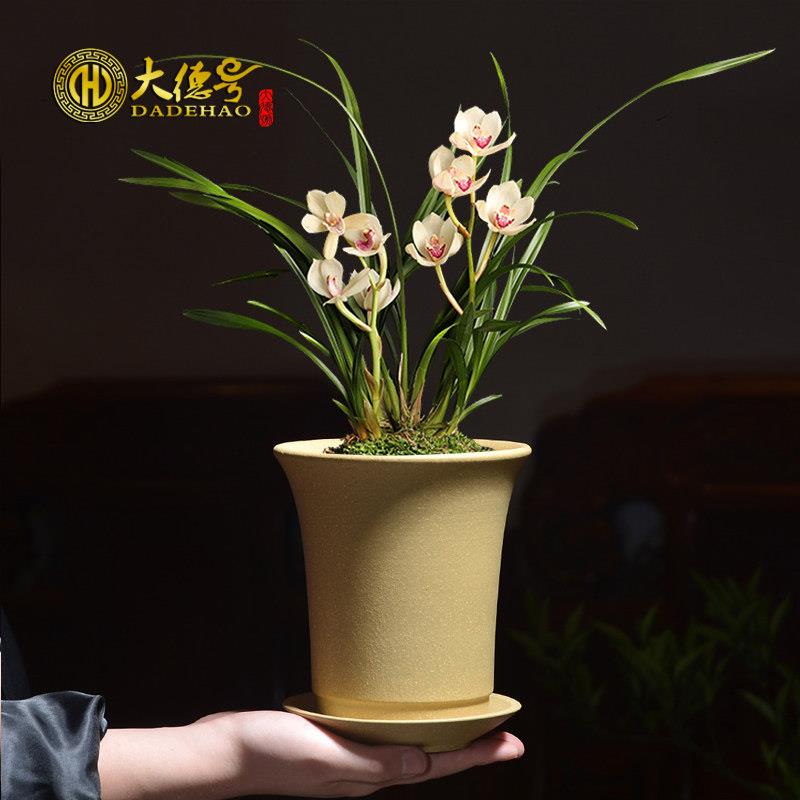 矮种兰花春兰兰草陶瓷紫砂盆多肉文竹老桩小花盆带托盘兰花专用盆