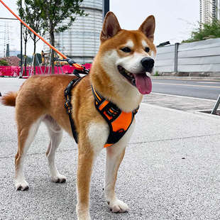 背带加粗拉布拉多小型犬金毛大狗宠物用品 狗狗胸背带牵引绳背心式