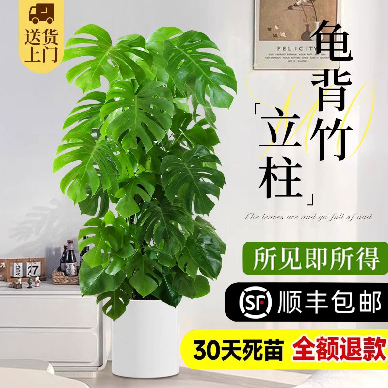 立柱龟背竹客厅大盆栽老桩客厅高级感植物大型室内大号落地好养活