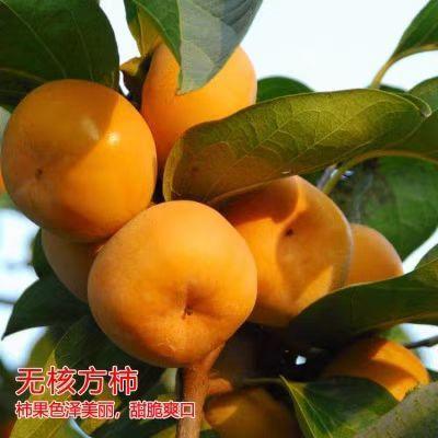 无核方柿树苗嫁接苗特大果树苗盆栽地栽南方北方都可种植