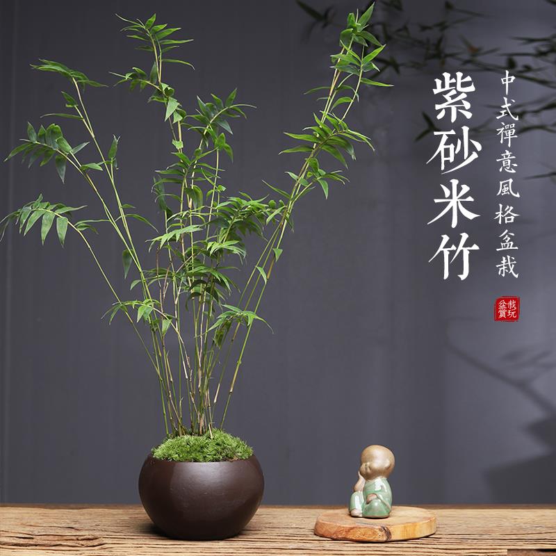 米竹苔藓紫砂盆景办公桌茶桌面中式禅意盆栽室内摆件凤尾竹姬翠竹