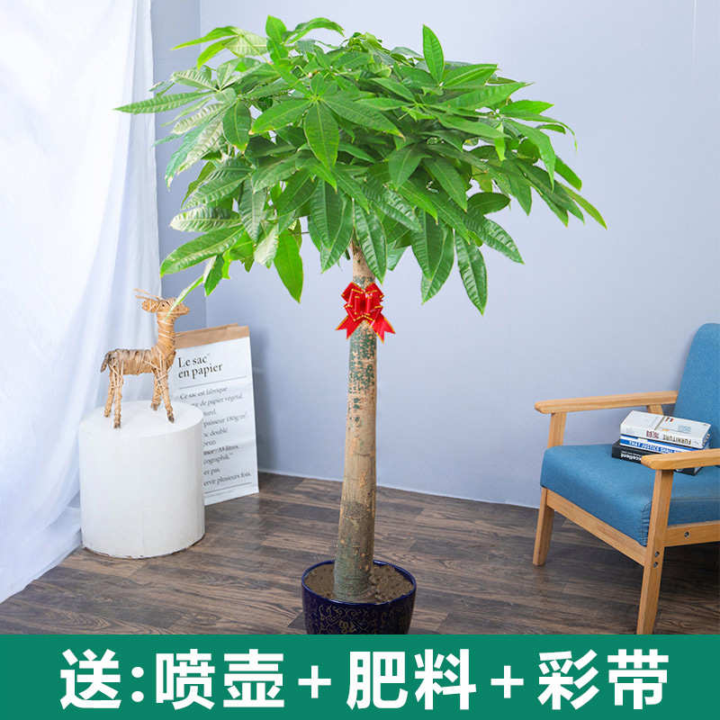 大颗发财树盆栽植物室内客厅大型绿植辫子办公室室内乔迁盆景好养