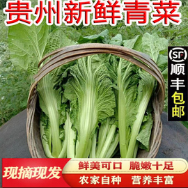 贵州农家自种青菜新鲜蔬菜大叶芥菜宽帮青麻叶腌制酸菜去老叶