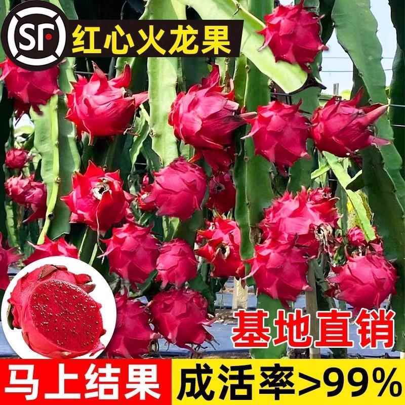 红心火龙果苗盆栽黄肉地栽庭院阳百变造型香皂