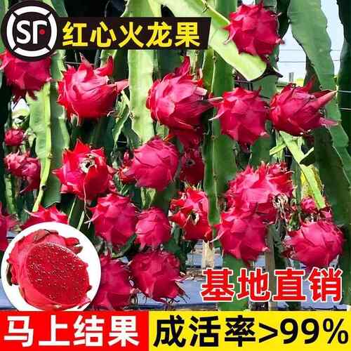 红心火龙果苗盆栽黄肉地栽庭院阳台南方北方种植果树苗当年结果