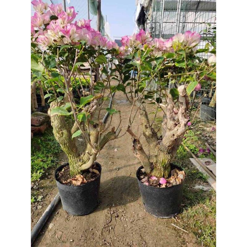 勒杜鹃--绿樱老桩三角梅本店满48元自动包邮庭院种植阳台楼顶观