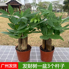 三杆发财树盆栽步步高招财水培植物室内客厅桌面小型花卉净化空气