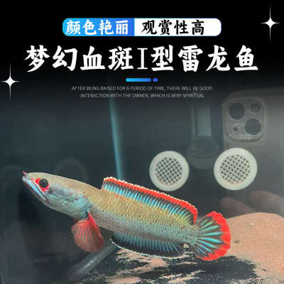 血斑雷龙一型  血斑一型 梦幻冰火雷龙发色漂亮凶猛小型鱼 好养活