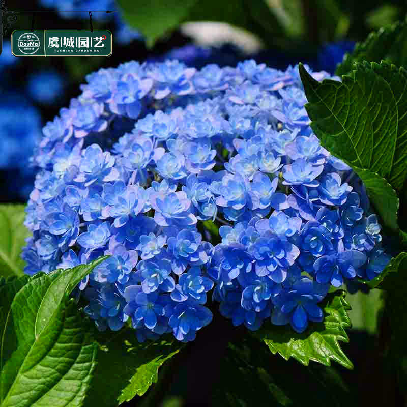 1加仑/2加仑|虞城园艺 大花绣球 花手鞠 可调色八仙花绣球花苗