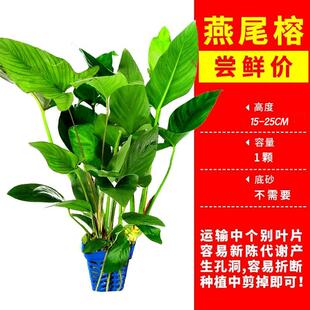 山涧榕水榕鱼缸造景增氧净水真草好养活阴性新手入门后景淡水水草