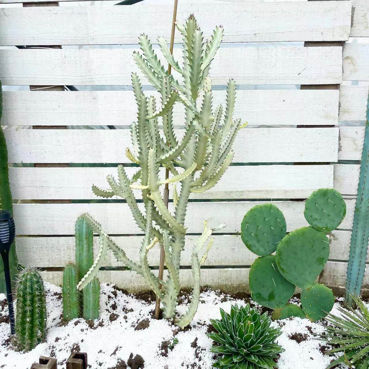 沙生植物庭院造景白龙骨仙人掌盆栽沙生植物景观植物民宿装饰