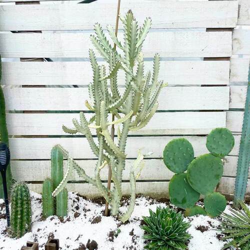 沙生植物庭院造景白龙骨仙人掌盆栽沙生植物景观植物民宿装饰