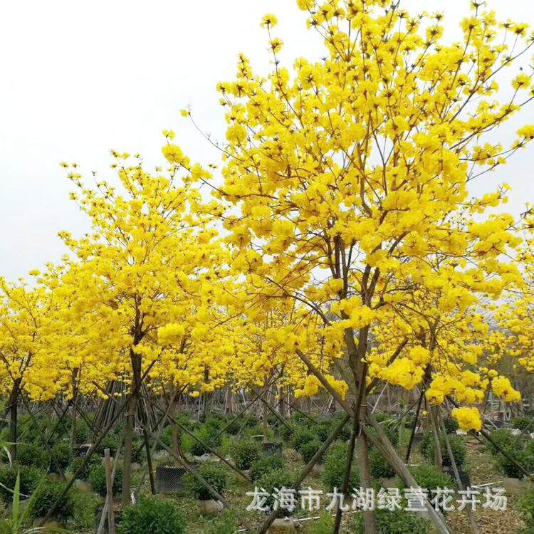黄花风铃木基地大骨架黄花风铃木 全冠黄花风铃木紫花风铃木