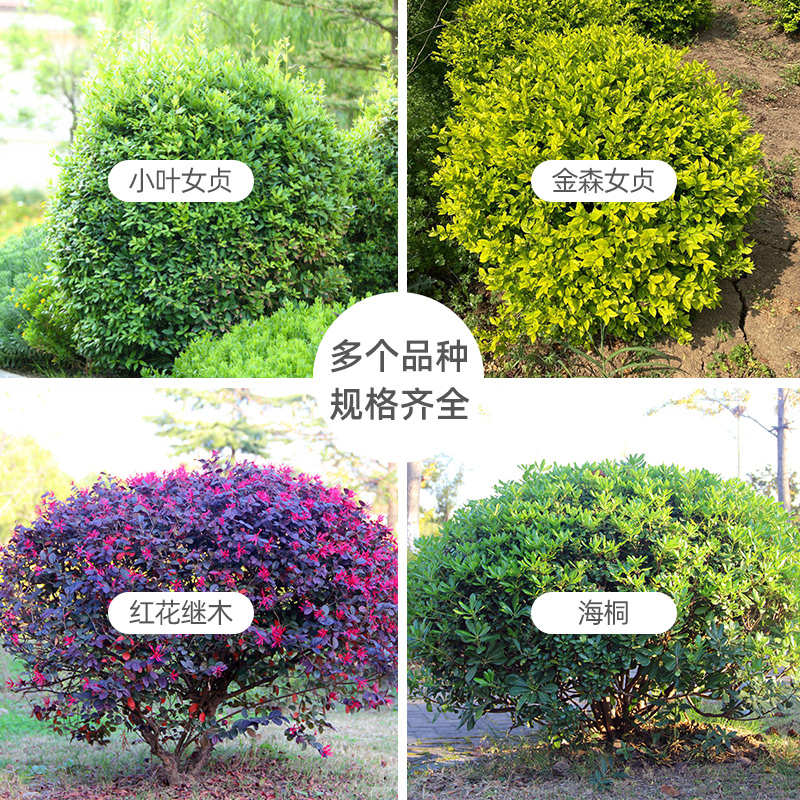小叶女贞树苗金森海桐球红花继木球形庭院园林绿化苗室外工程植物