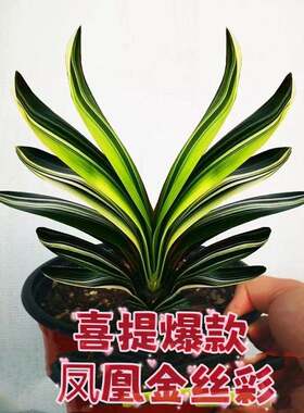 君子兰盆栽长春精品凤凰金丝彩短叶宽叶鸳鸯彩兰覆轮国兰小苗花卉