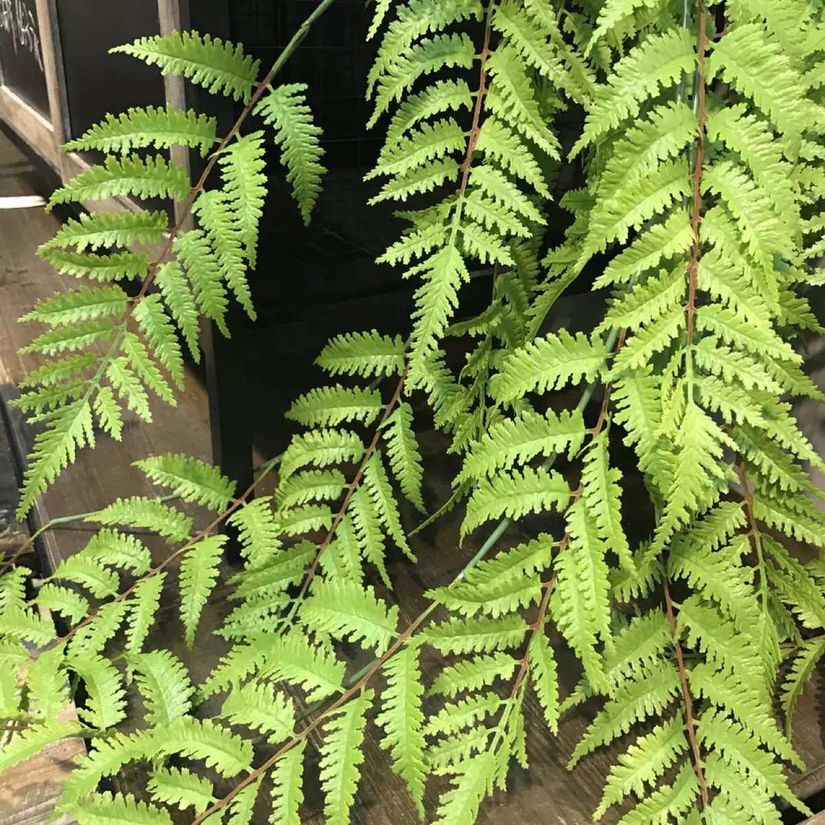 仿真大壁挂波斯草蕨草植物墙装饰绿植婚庆摄影家居遮挡仿真绿植
