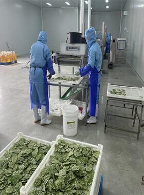 安徽特产香酥翠叶油炸机器 紫苏叶油炸设备 全自动桑叶上浆油炸线