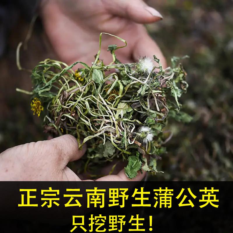 蒲公英中药材根正品特级野生500g深山整株晒干婆婆丁根泡水培生茶