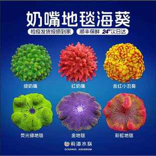 海葵活物奶嘴海葵地毯荧光绿奶嘴红奶嘴紫点白海葵活体珊瑚小丑鱼