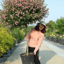 小木槿独杆棒棒糖盆栽，四季开花阳台庭院，植物开花不断简单易活花卉