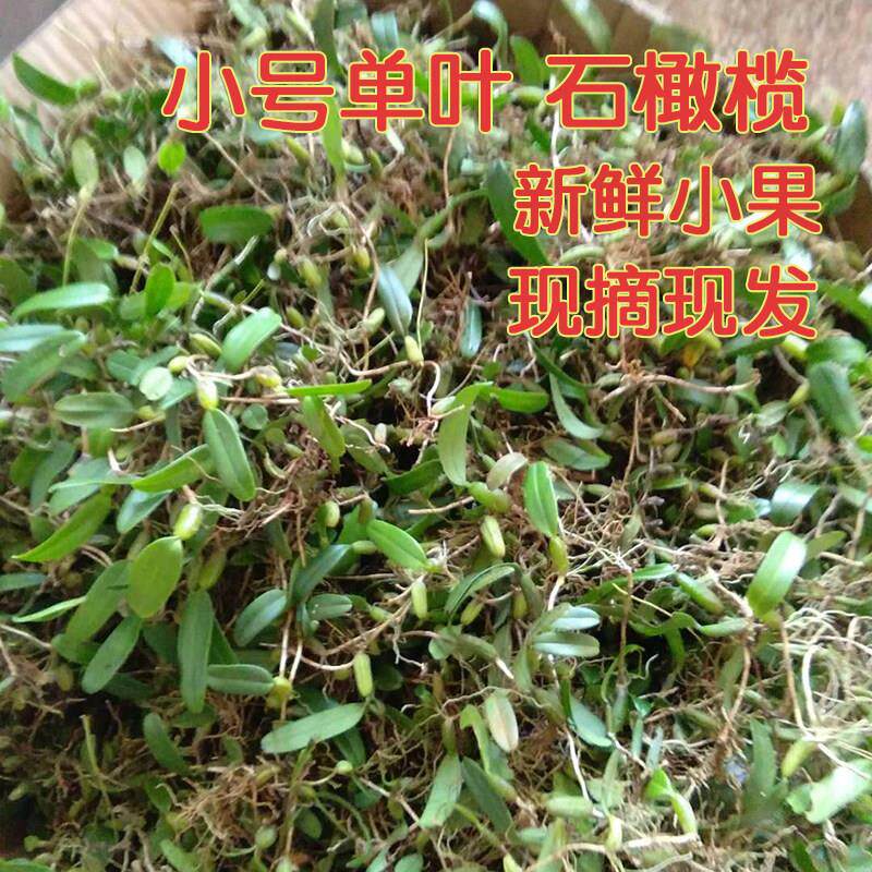 石橄榄草单叶小号新鲜石仙桃果福建煲汤炖汤野外生鲜现摘现发500g