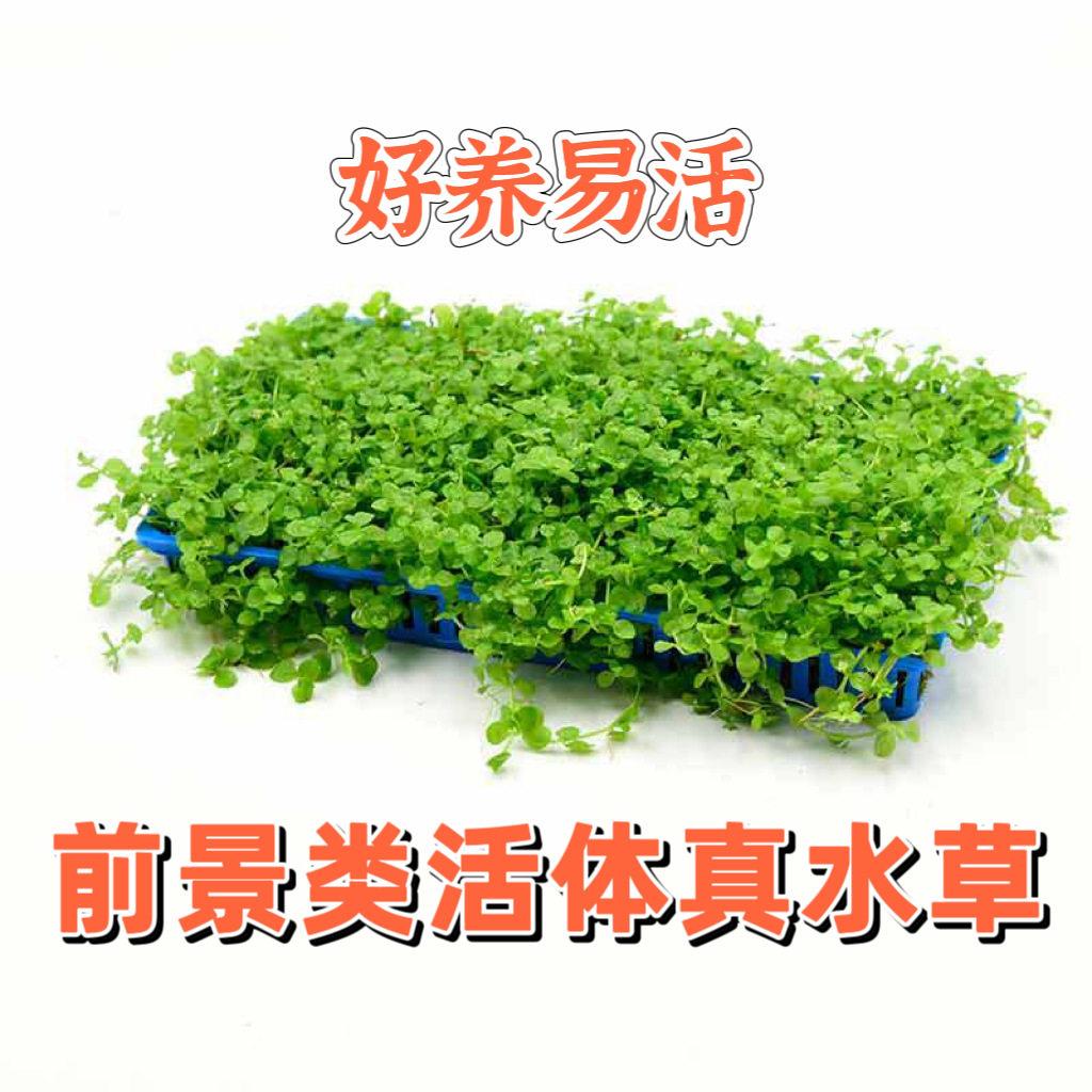 前景草迷你矮珍珠爬地矮珍珠迷你牛毛盒新手易活水草鱼缸造景