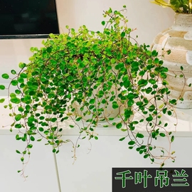 金边吊兰千叶吊兰，盆栽观叶植物常春藤，多年生餐桌摆件绿植四季常青