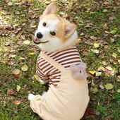 柯基柴犬泰迪狗狗衣服秋冬新款 加绒棉衣防掉毛防脏宠物四脚衣保暖