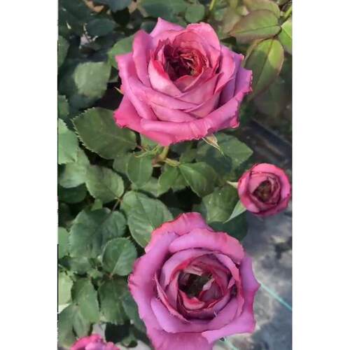 金棕花瓶/蓝鋆花瓶中苗 稀有复古大包子耐热耐晒花期长灌木玫瑰苗