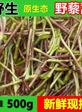 野生藜蒿当季芦蒿新鲜黎蒿现摘蔬菜野菜藜蒿鲜嫩泥蒿蓠蒿时令