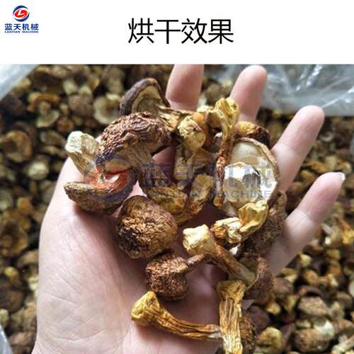 小型野生菌烘干LT-HZG机生干榛红菇烘烤机蘑花菇设野菌子电加热烘