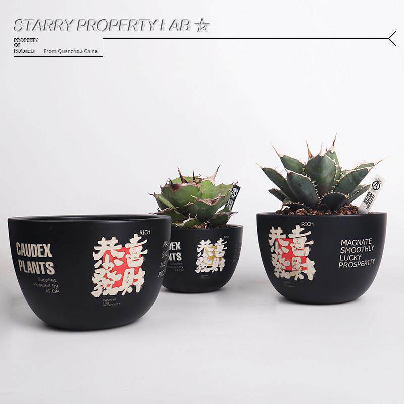 72潮流块根植物龙舌兰龟甲龙块根SRL花盆陶瓷NEIGHBORHOOD