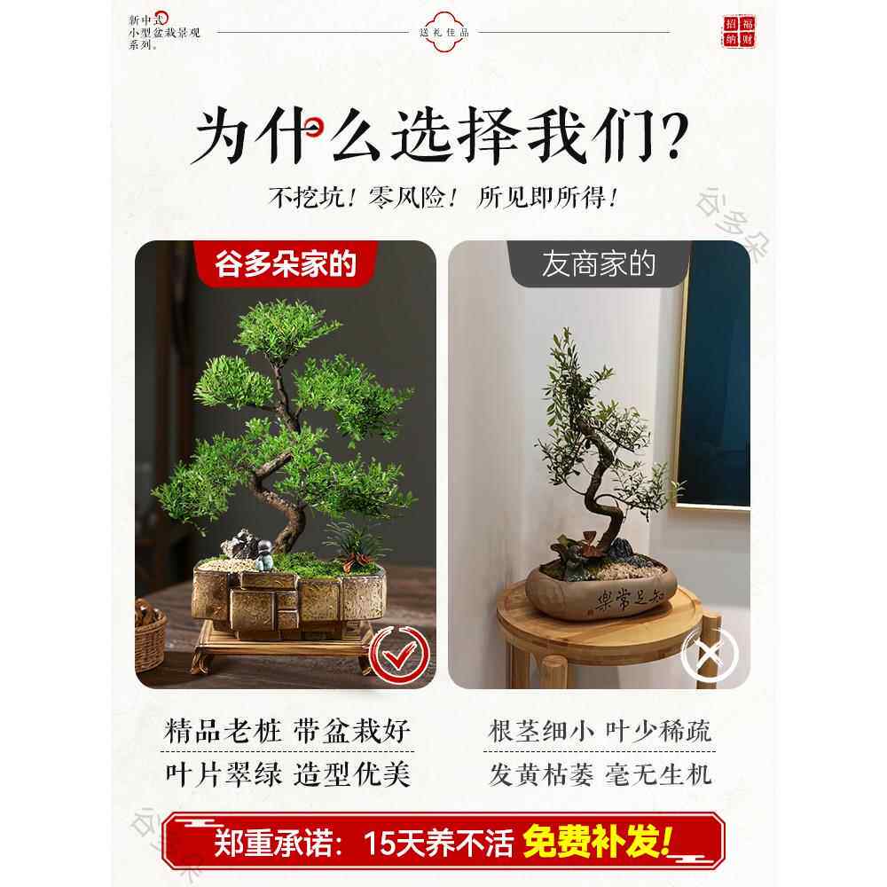 金丝楠HUA木式盆景盆栽客室内禅意厅好养绿植四季常中青赤楠送植