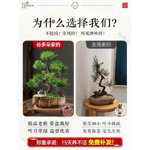 金丝楠HUA木式盆景盆栽客室内禅意厅好养绿植四季常中青赤楠送植