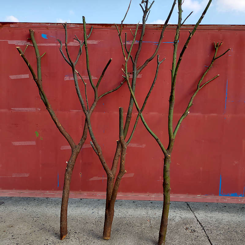 天然干树枝香樟树杈子枯树枝干屏风仿真树架子树枝灯去皮树枝枫拓