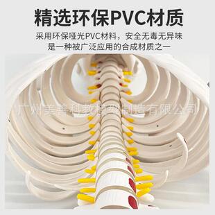 人体骨间543骨架模型成骼人骨脊骼椎分椎盘关节医学标准教学全身