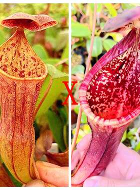 高棉风铃x劳氏风铃猪Thorelii x Campa x Lowii x Campanulata