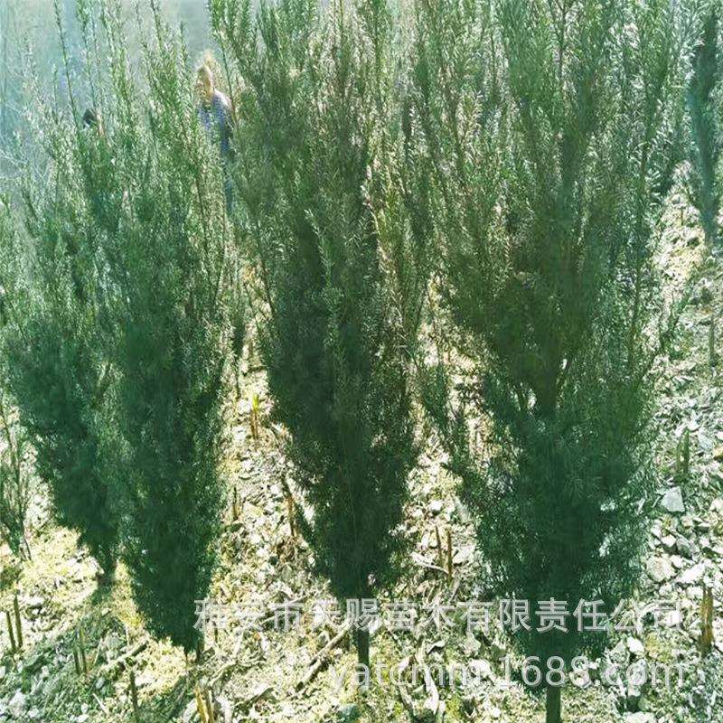 基地曼地亚红豆杉地苗高60-80cm冠30-35cm景区街道防护林降噪