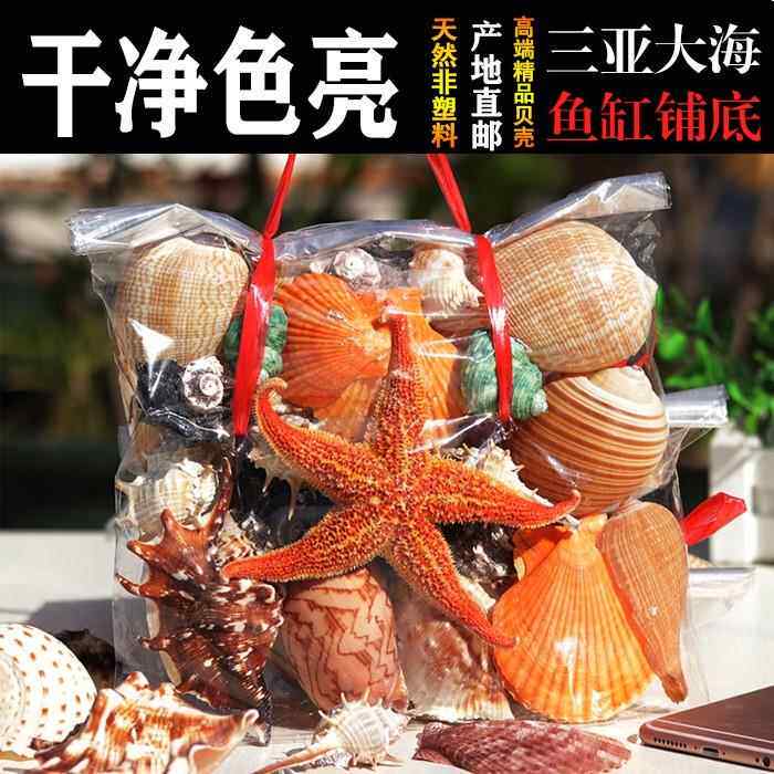 海南天然大壳海螺海星家居陈设鱼缸景观水族装饰儿童节日礼品
