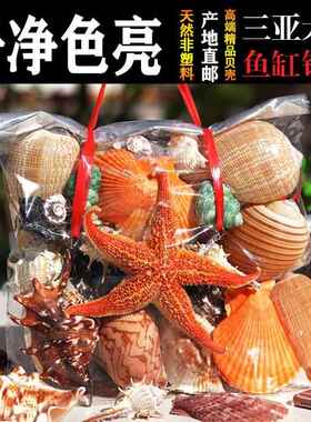 海南天然大壳海螺海星家居陈设鱼缸景观水族装饰儿童节日礼品